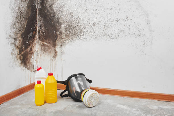 Best Affordable Mold Removal  in Harlem, GA