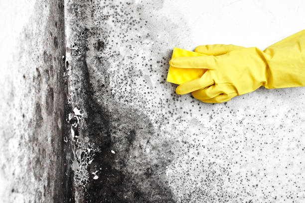Best Mold Testing  in Harlem, GA