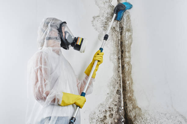 Harlem, GA Mold Removal Company