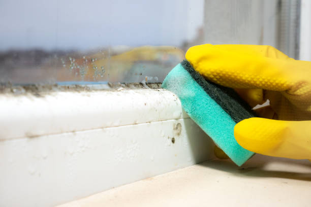 Mold Removal and Inspection in Harlem, GA
