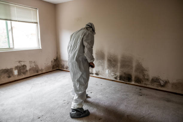 Best Home Mold Removal  in Harlem, GA