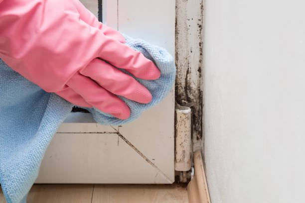 Best Mold Remediation  in Harlem, GA