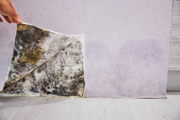 Best Mold Removal and Inspection  in Harlem, GA